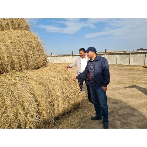  Таласта мал азығын қамдау жұмыстары қарқынды жүруде