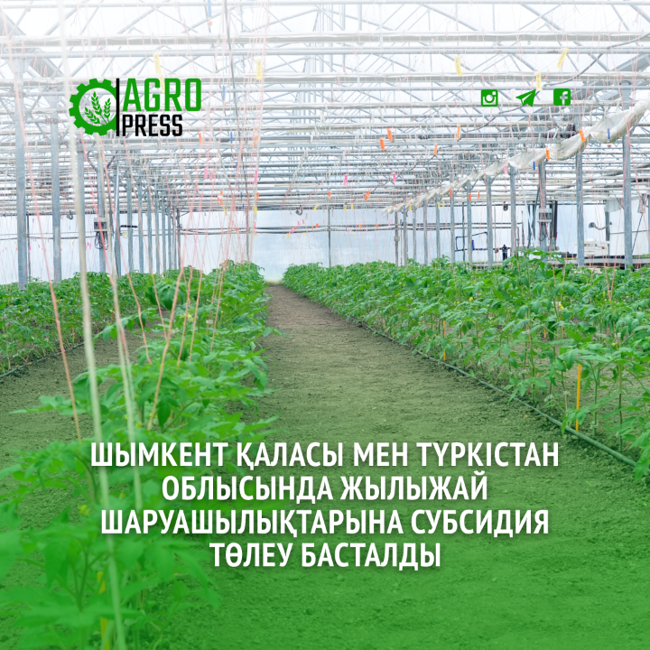 Шымкент қаласы мен Түркістан облысында жылыжай шаруашылықтарына субсидия төлеу басталды