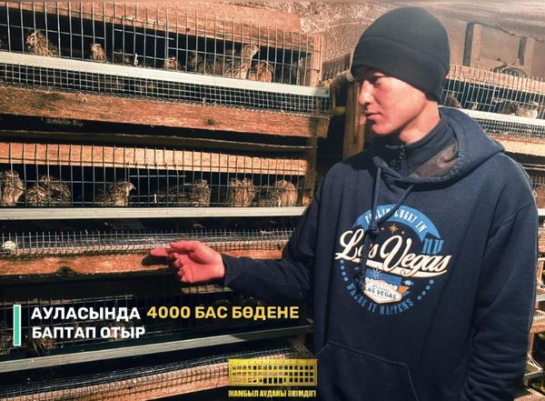 Ауласында 4000 бас бөденені баптап отыр