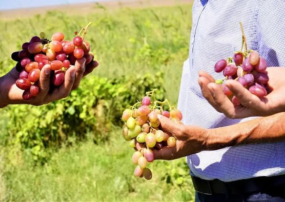 КЕНТАУЛЫҚ ДИҚАНДАР ТАМШЫЛАТЫП СУҒАРУ ӘДІСІ АРҚЫЛЫ БІРҚАТАР ЕГІН ТҮРІН ӨСІРУДЕ 